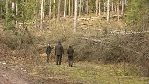 Rezerwat Piłackie Wzgórza został niemal doszczętnie zniszczony przez korniki