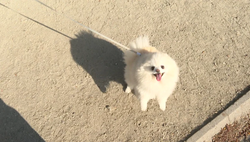 Polskie psy mogą bardzo cierpieć. Tak wyrządzamy im ogromną krzywdę