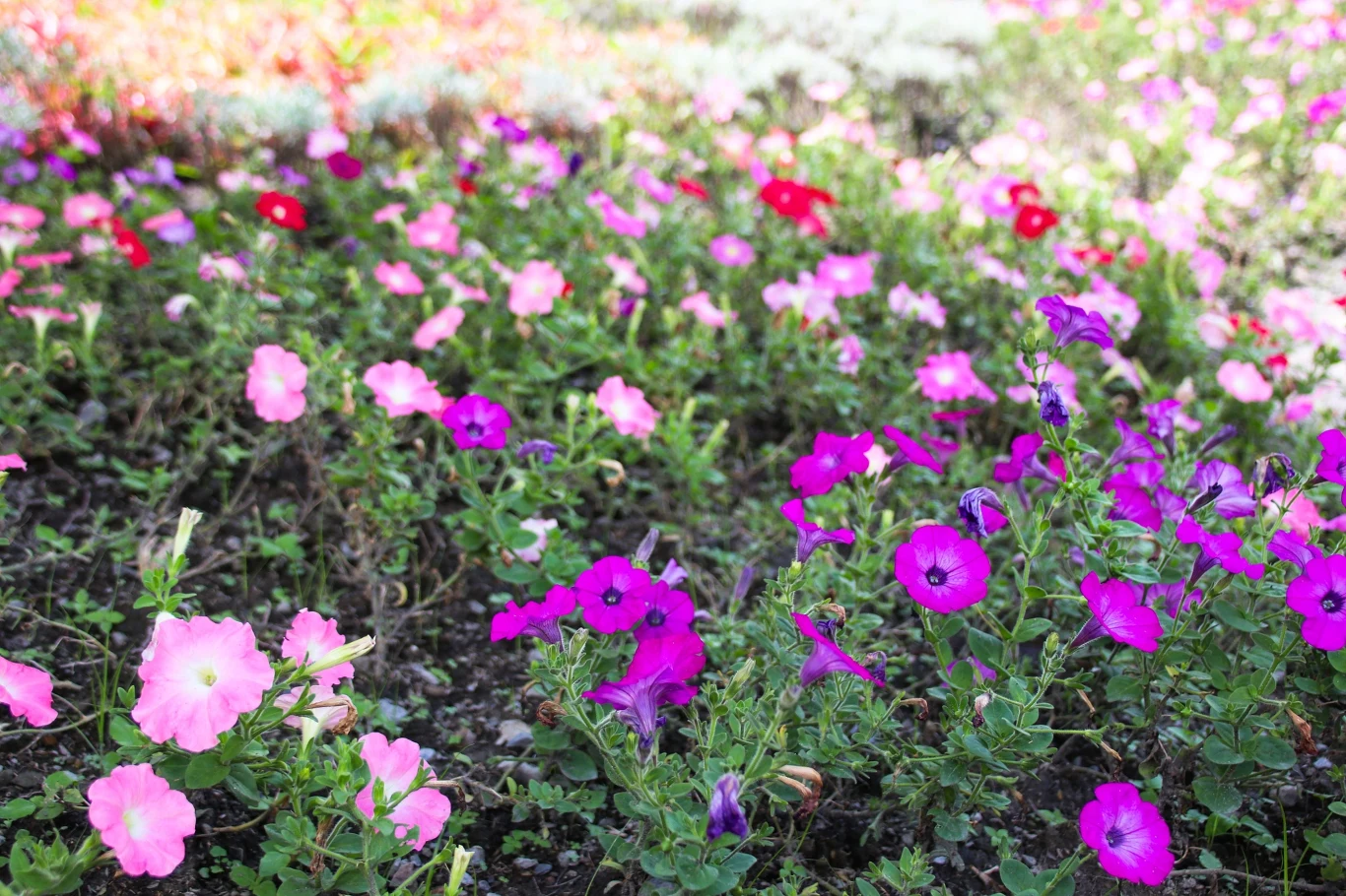 Calibrachoa określana jest jako ”mini petunia” Różnokolorowe kwiaty petunii rozkwitające na zielonym tle, dominują odcienie różu, fioletu i czerwieni, tworząc barwny dywan kwiatowy.