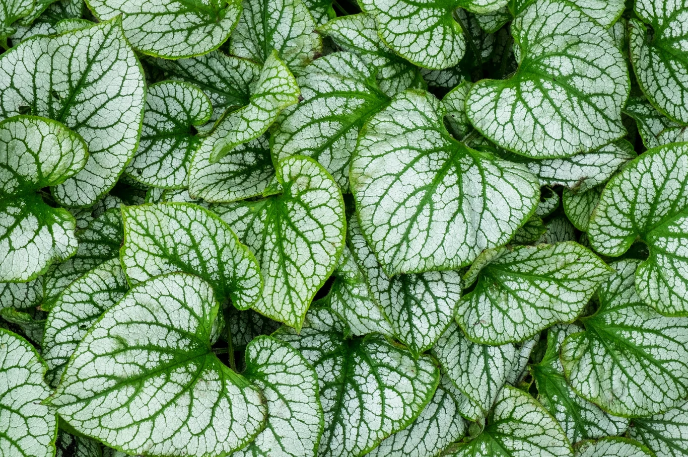 Brunnera macrophylla to bylina mrozoodporna i wieloletnia liście rośliny o sercowatym kształcie, srebrzystej powierzchni i zielonym, wyraźnym unerwieniu, gęsto ułożone obok siebie