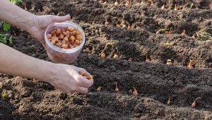 Zanim zasadzimy cebulę, możemy zastosować prosty trik, który zadecyduje o jakości plonu. 
