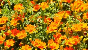 Aksamitka wąskolistna jest prosta w uprawie i odstrasza szkodniki.