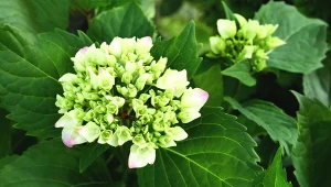 Wystarczy szczypta popularnych przypraw, by wesprzeć kwitnienie hortensji. 