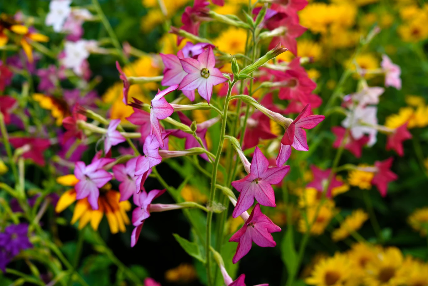Fioletowo-różowe kwiaty tytoniu ozdobnego na tle żółtych kwiatów rudbekii, podkreślające kontrast barw i letni charakter ogrodu.