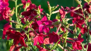 Tytoń oskrzydlony sadzimy w ogrodzie w drugiej połowie maja. 