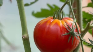 Jak prowadzić pomidory na dwa pędy?