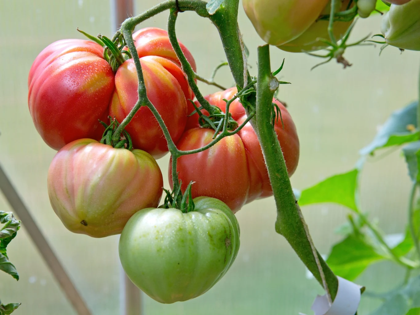 Kilka dużych, mięsistych pomidorów o niejednolitej barwie, od zielonej po czerwono-różową, rosnących na grubym pędzie w szklarniowej uprawie.