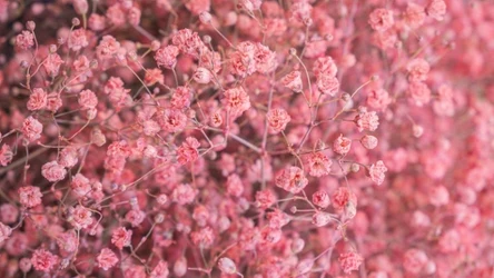 Gipsówka w wazonie - jak przedłużyć jej trwałość?