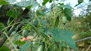 Kukamelon rośnie szybko, wypuszcza długie, wiotkie pędy i chętnie wspina się po siatkach, kratkach czy balustradach