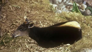 Dujker żółtpręgi to zwierzę ginące, na które wciąż się poluje