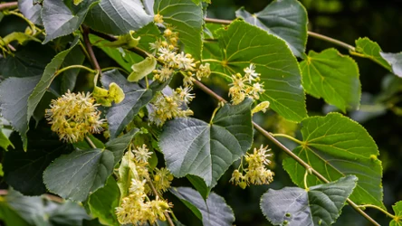 Wiosenny przysmak prosto z drzewa. Te liście można wykorzystać w kuchni na wiele sposobów. / Canva Pro