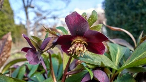 Sekret zdrowych liści i bujnego kwiatostanu ciemiernika tkwi w odpowiednim nawożeniu.