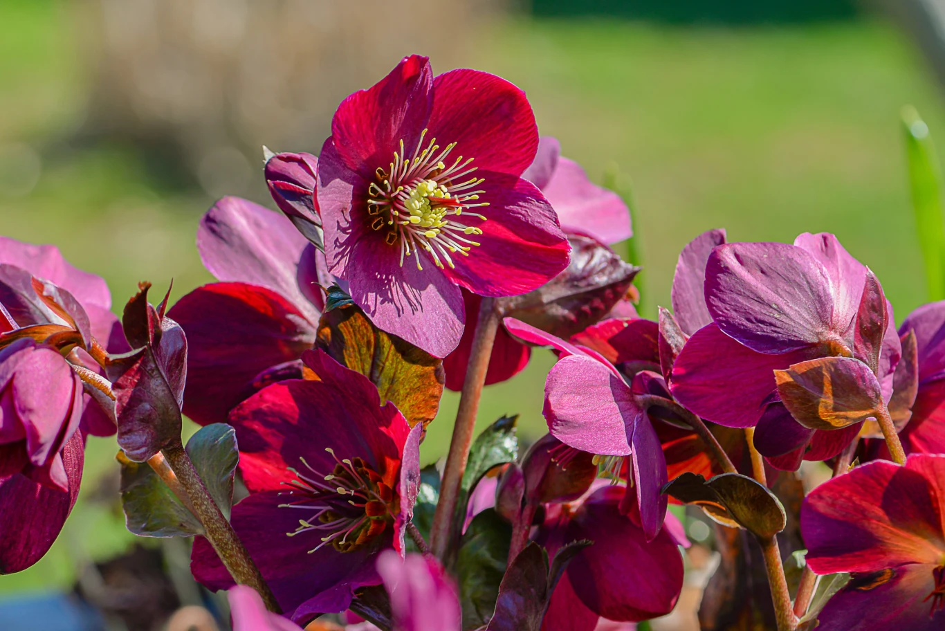 fioletowo-różowe kwiaty ciemiernika z wyraźnie widocznymi żółtymi pręcikami, kontrastujące z zielonym rozmytym tłem