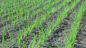 Głębokość sadzenia cebuli ma ogromne znaczenie.