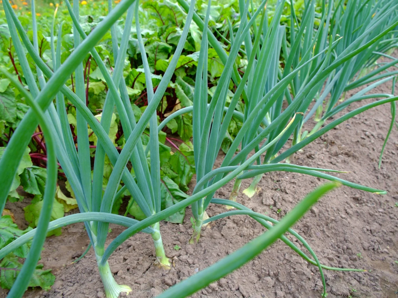 Rząd zielonej cebuli rosnącej w uprawnym ogrodzie, w tle widoczne liście innych warzyw na żyznej, wilgotnej glebie.