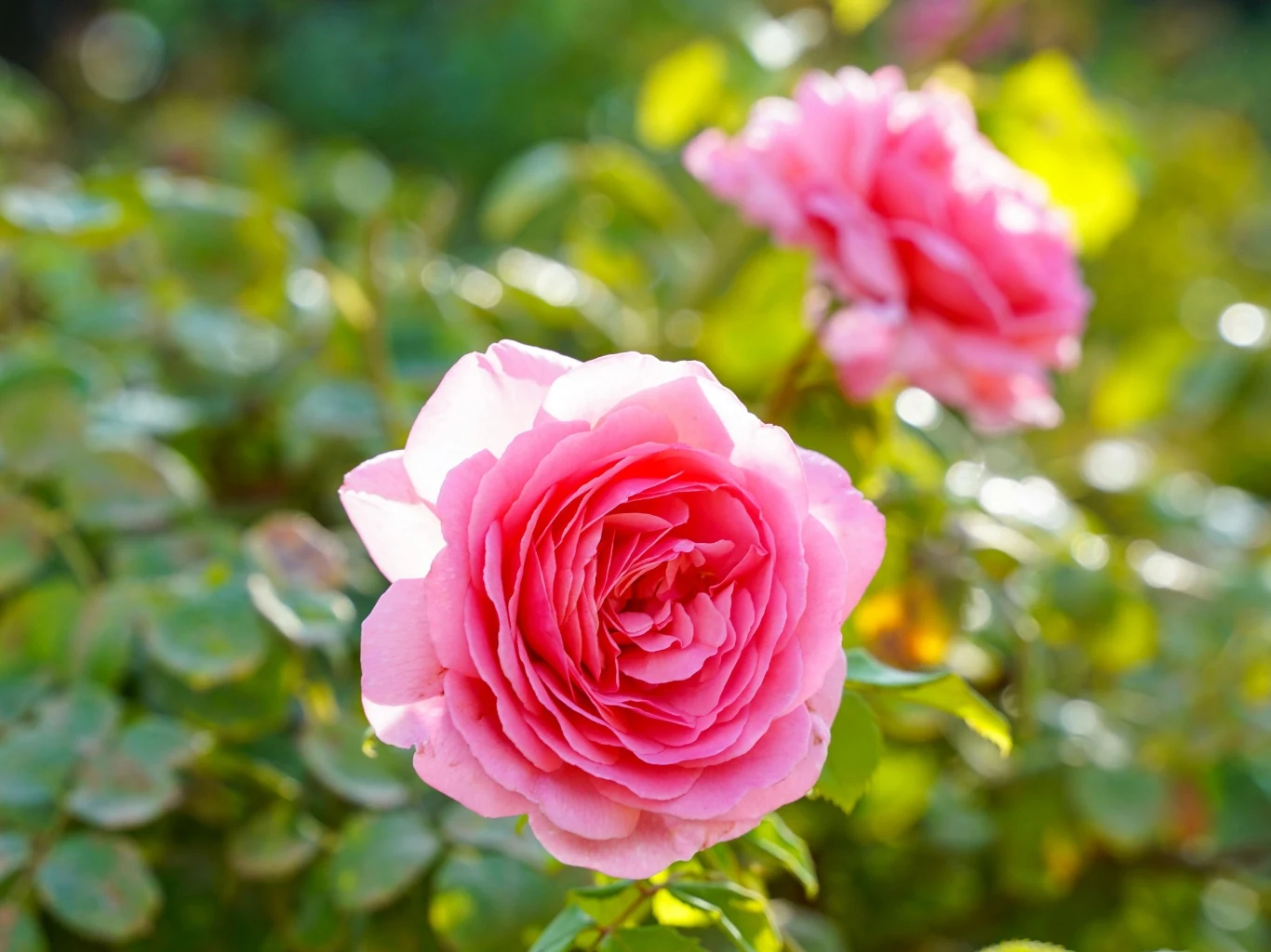 Różowa róża w pełnym rozkwicie na tle zielonych liści.