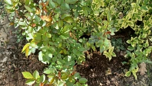 Róża zagęściła się, ale nie kwitnie? Problem jest tuż pod ziemią