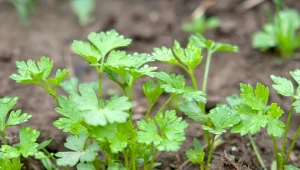 Namocz przed siewem. Pietruszka wzejdzie szybciej niż u sąsiadów