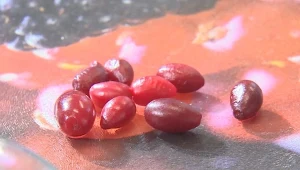 Dereń to polski superowoc będący naturalną bombą witaminowo-mineralną.