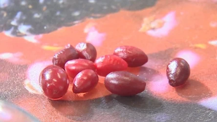 Dereń to polski superowoc będący naturalną bombą witaminowo-mineralną.