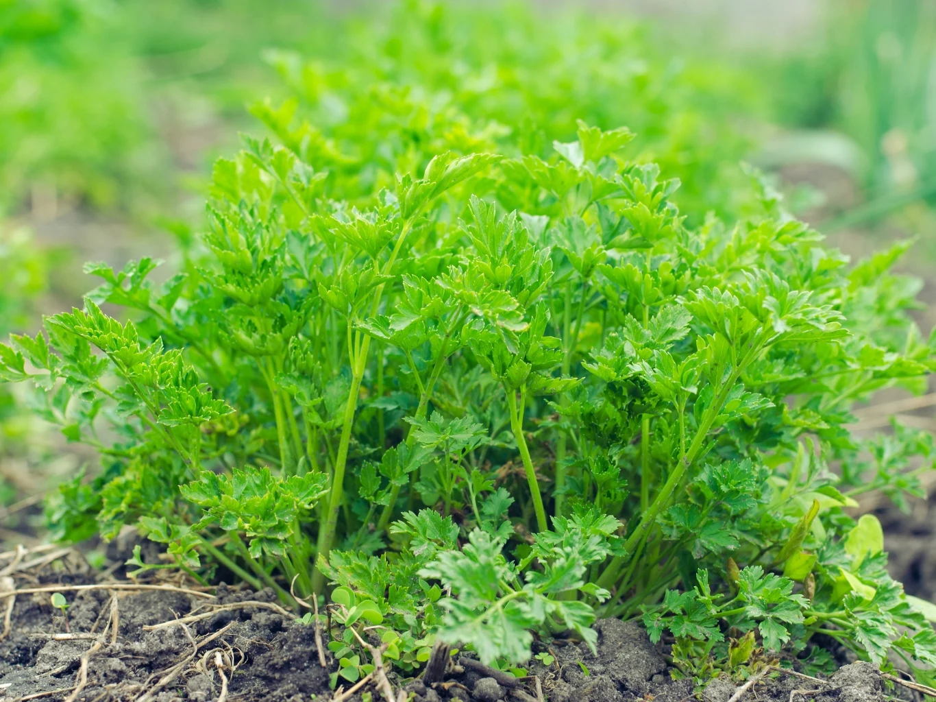 Gęsty krzaczek pietruszki naciowej z soczyście zielonymi, pierzastymi liśćmi rośnie na wilgotnej, żyznej glebie w ogrodzie.