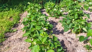 Sekretny patent na słodkie truskawki. Posadź obok i odłóż nawozy