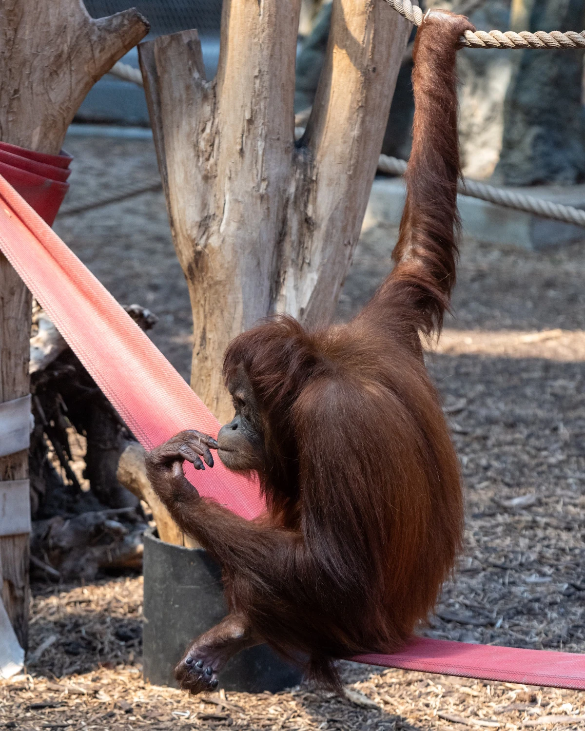 Orangutan sumatrzański orangutan o brązowej sierści siedzi na czerwonym pasie materiału, jedną ręką trzymając linę zwieszoną z drzewa, otoczony elementami wybiegu i drzewami