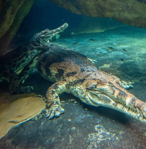 Krokodyl gawialowy Dwa krokodyle leżą pod wodną skałą, jeden częściowo oparty o drugiego, w tle pływają małe ryby.
