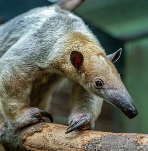 Tamandua południowa tamandua o jasnobeżowym futrze, długim pysku i dużych, czarnych pazurach wspina się po konarze drzewa w otoczeniu zoo