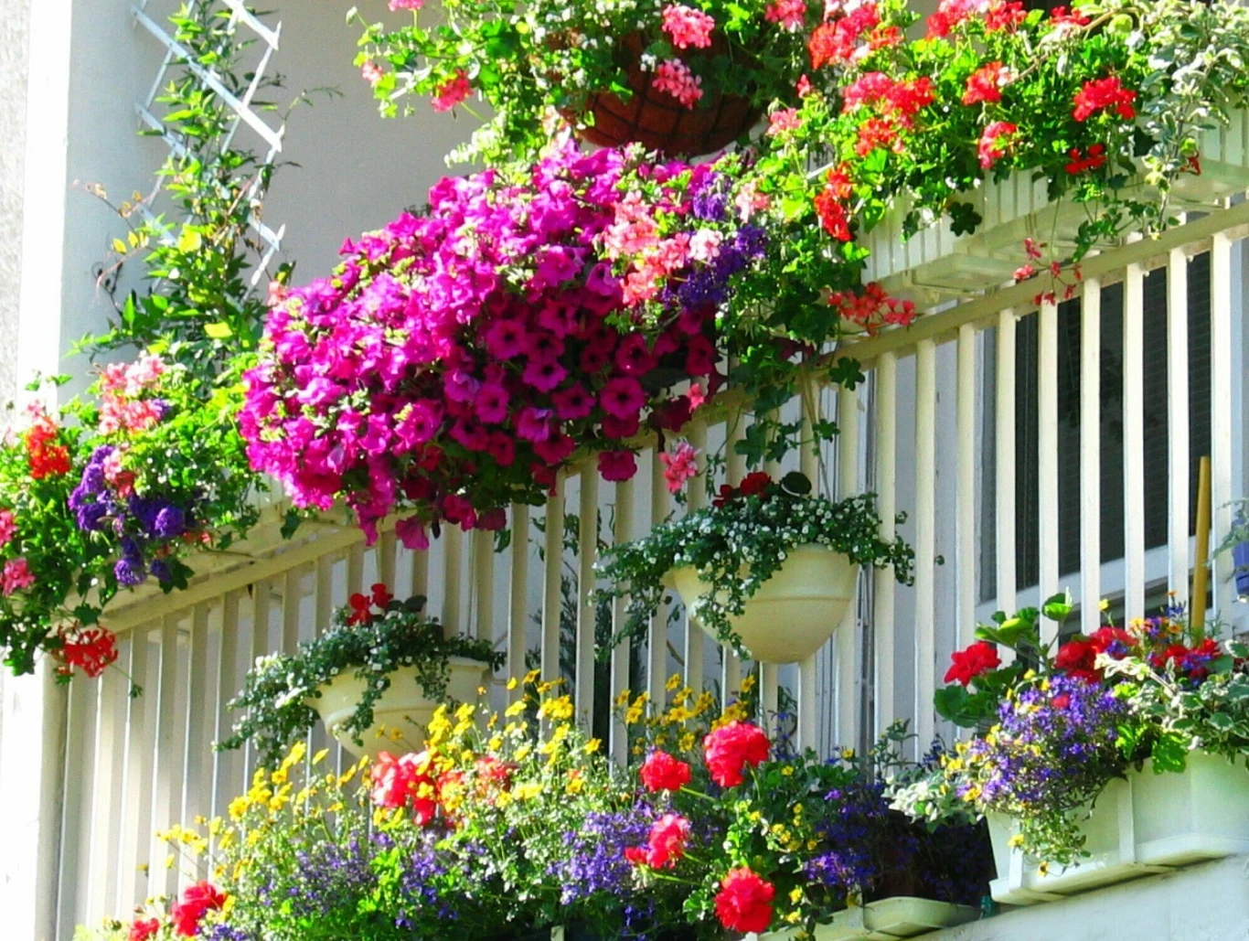balkon ozdobiony licznymi donicami z kwitnącymi kwiatami w żywych kolorach, przeważają fioletowe petunie, czerwone pelargonie i żółte aksamitki kontrastujące z zielenią liści