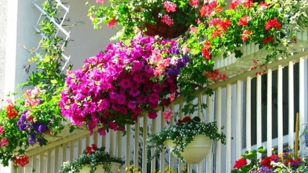 Jak wybrać kwiaty na balkon? Kluczowa jest ocena nasłonecznienia.