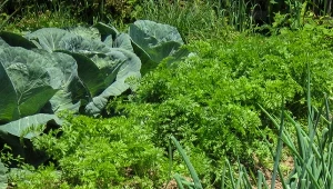 Zapomnij o uciążliwym szkodniku marchwi. Wystarczy posadzić tuż obok