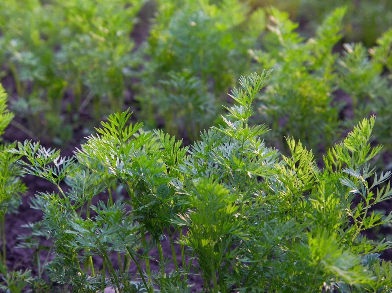 Zielone liście młodej marchwi rosnącej na grządce w ogrodzie, jasne światło słoneczne podkreśla świeżość roślin