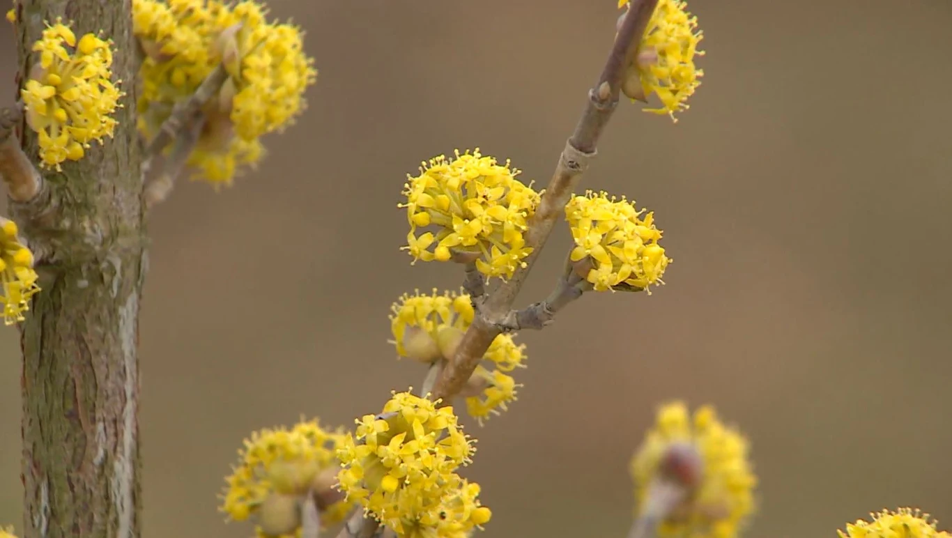 jasnożółte kwiaty zebrane w kuliste kwiatostany na cienkich gałązkach, delikatna kora drzewa w tle, brak liści