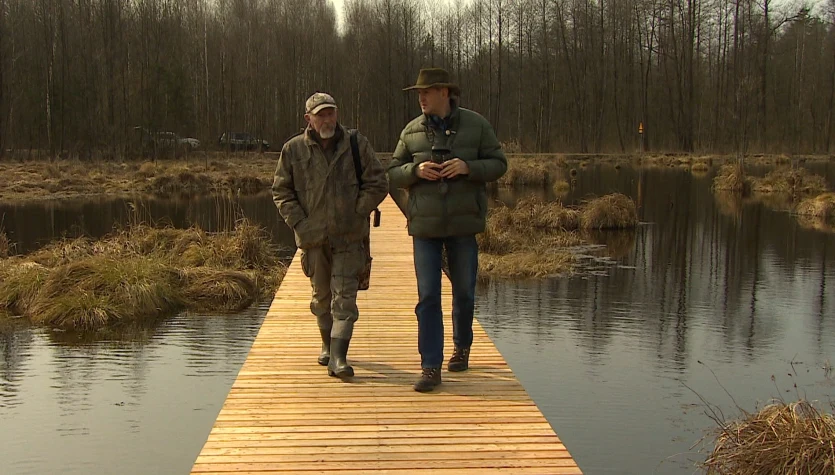 Reportaż o łabędziach krzykliwych