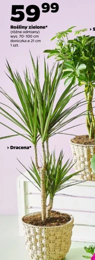 Рослина в горщику