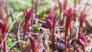 Najlepszy sąsiad dla piwonii. Dzięki niemu zakwitną jak w bajce
