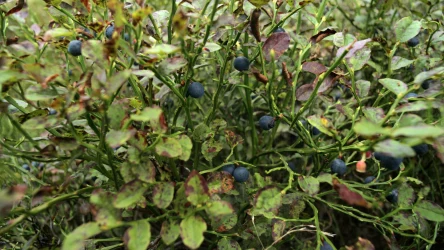 Czy uprawa jagody leśnej w ogrodzie jest możliwa? Sprawdź, jakie warunki musisz jej zapewnić. 