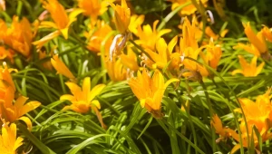 Liliowce tracą efekt w złym towarzystwie. 10 roślin na idealny duet