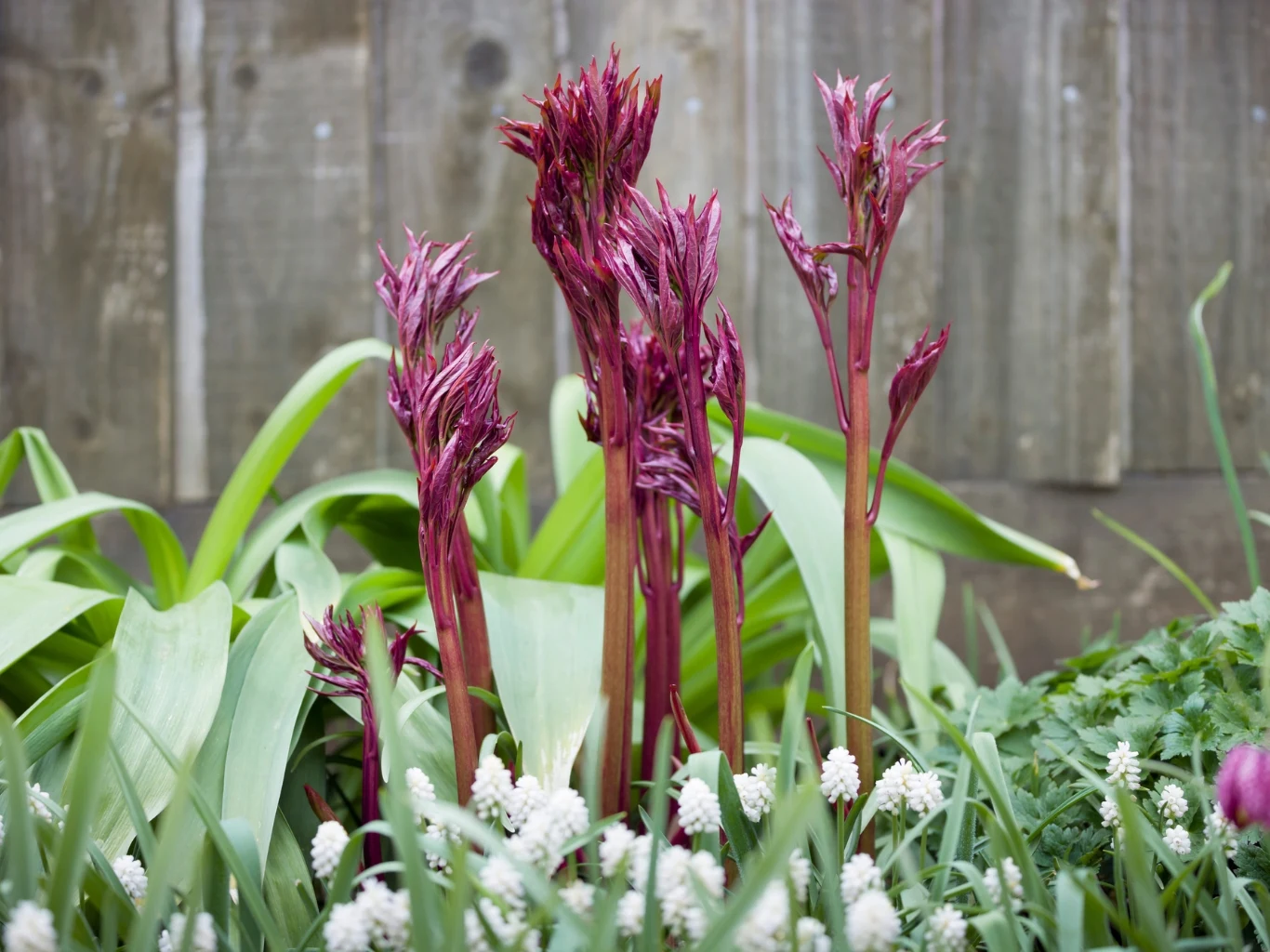 Intensywnie bordowe pędy piwonii wyrastające ponad zielone liście, na pierwszym planie białe drobne kwiaty, w tle drewniany płot.