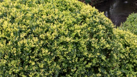 Coraz więcej ogrodników rezygnuje z bukszpanu. Jakie krzewy wybrać w zamian? / Canva Pro