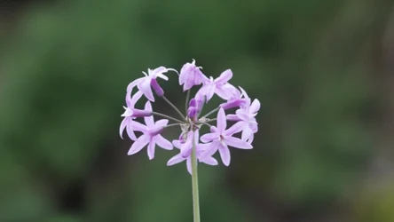 Tulbagia fioletowa to piękna i przydatna roślina. Jej intensywny zapach odstrasza nornice i myszy