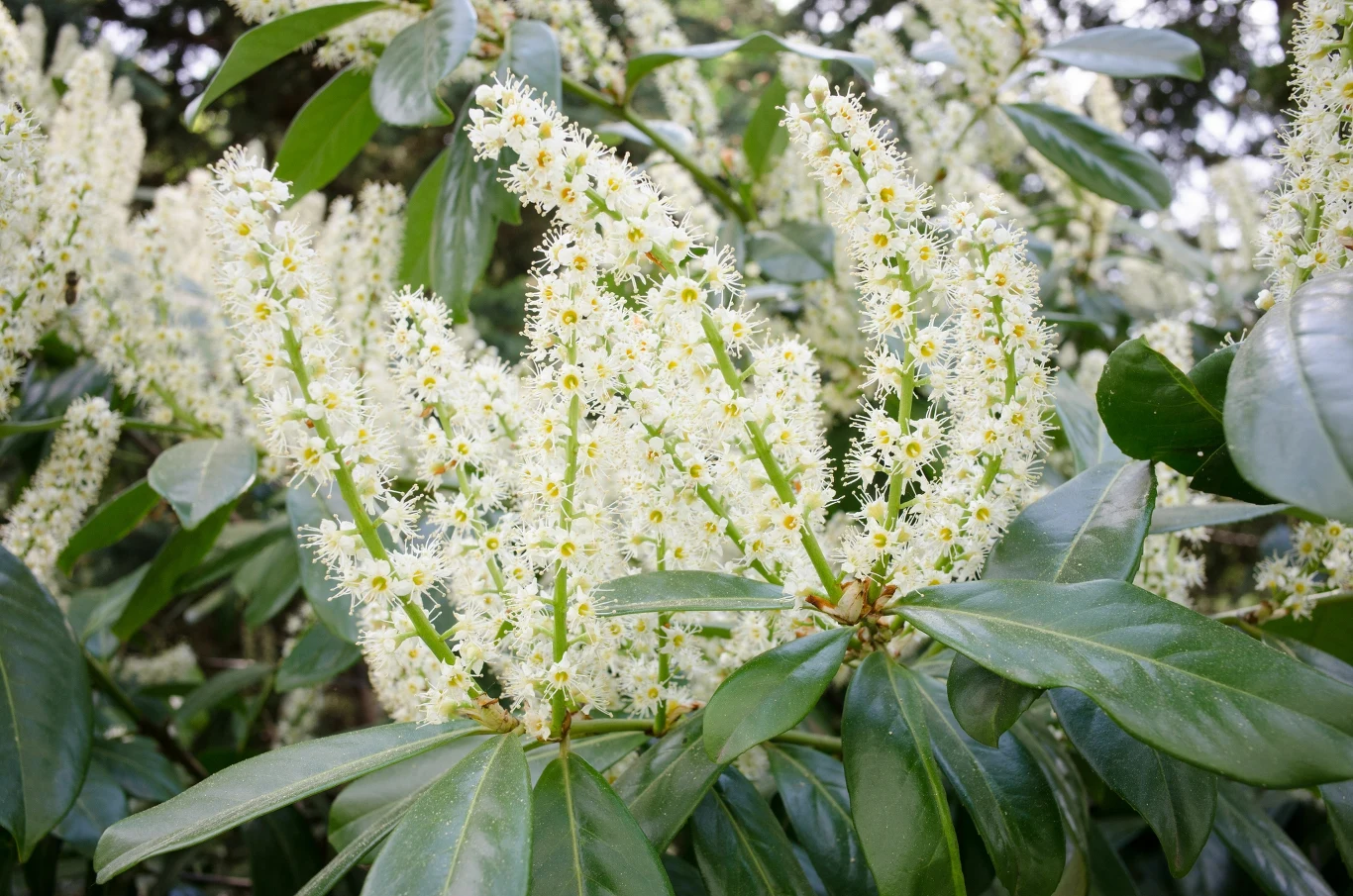 gęste, podłużne kwiatostany o drobnych białych kwiatach osadzone na tle dużych, zielonych i błyszczących liści laurowiśni