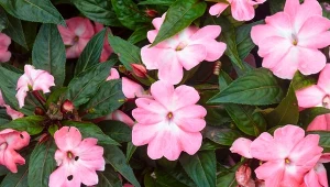 Kwiaty, które wolą słońce o poranku. Na balkonie będą olśniewające 