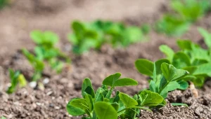 Smakują jak landrynki i rosną błyskawicznie. Można teraz siać