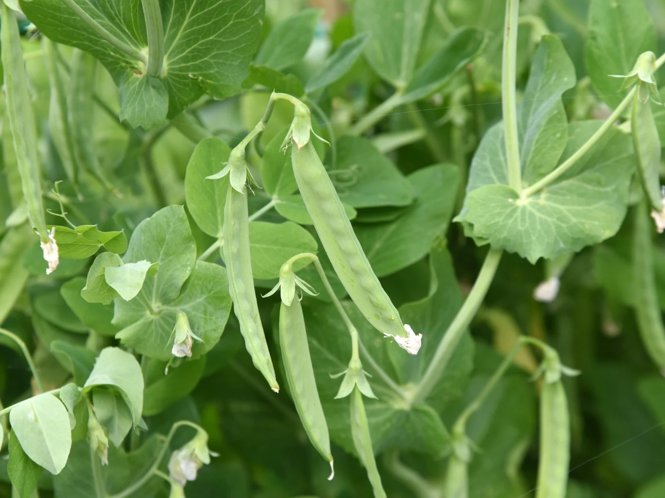 zielone strąki groszku cukrowego zwisające pośród gęstych, jasnozielonych liści rośliny, z widocznymi białymi resztkami kwiatów