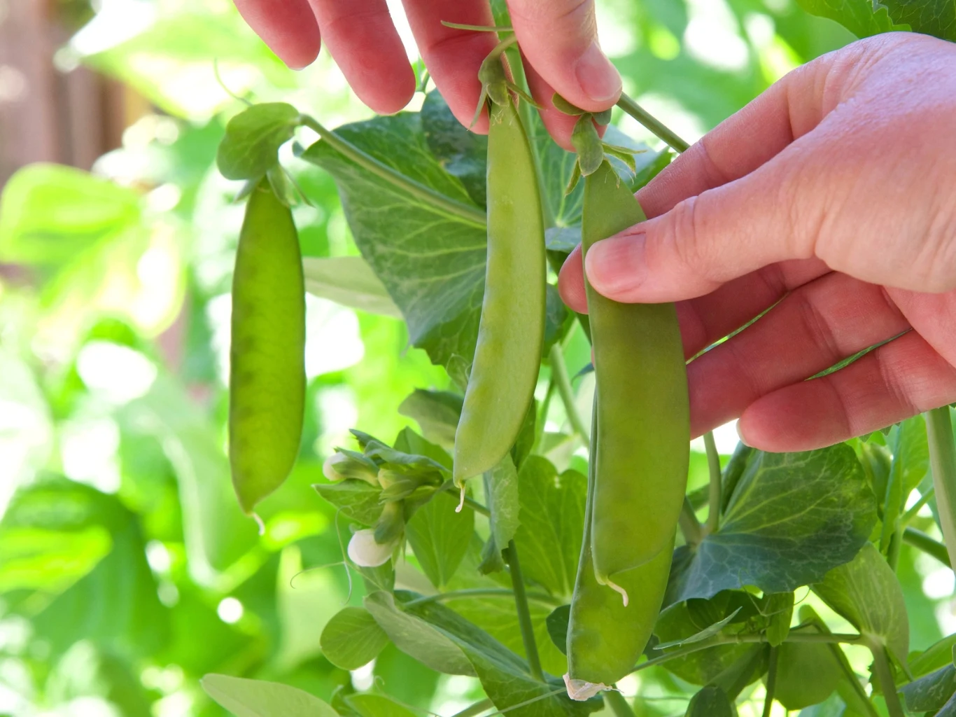 dłonie delikatnie zbierające dojrzałe strąki zielonego groszku cukrowego rosnące na bujnej roślinie w jasno nasłonecznionym ogrodzie