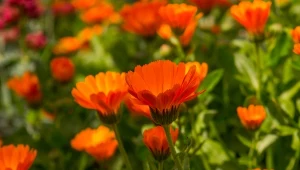 Nagietek lekarski przyciąga do ogrodu pożyteczne biedronki