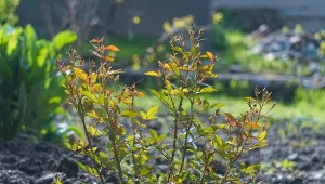 Róża zagęściła się, ale nie kwitnie? Problem jest tuż pod ziemią