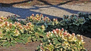 Rozsyp wokół, gdy ciemiernik przekwitnie. Za rok obsypie się kwiatami